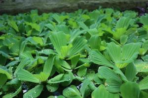 Green leaves of polygonatum multiflorum solomon's seal medicinal plant photo