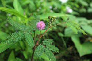 Elegant shame plant in garden photo. Mimosa sensitive plant photo