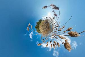 Little planet transformation with curvature of space. Spherical aerial 360 view panorama on the shore of lake with thickets of reeds in sunny summer photo