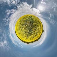 Little planet spherical panorama 360 degrees. Spherical aerial view  in blooming in field rapseed canola colza. Curvature of space photo