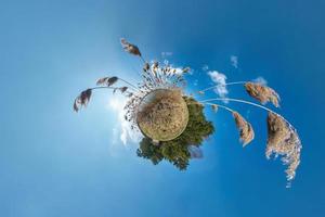 pequeña transformación planetaria con curvatura del espacio. panorama esférico de 360 vistas aéreas en la orilla del lago con matorrales de juncos en verano soleado foto