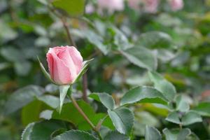 single pink rose in garden photo