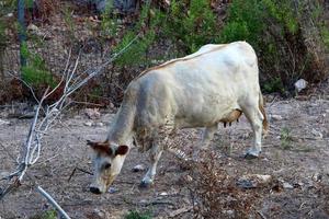 Cows graze in a forest clearing in northern Israel photo