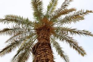 A tall palm tree in a city park in northern Israel. photo