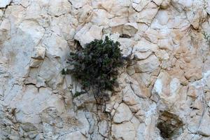 Green plants and flowers grow on stones photo