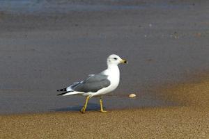 Seagulls on the Mediterranean coast in Israel photo