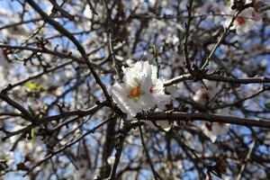 Almond blossoms in a city garden in Israel. photo