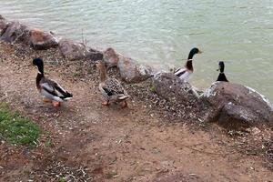 Ducks on the shore of a freshwater lake. photo