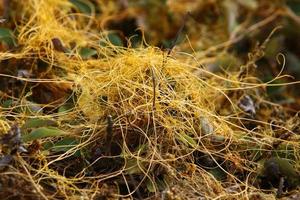 Dodder is a genus of parasitic plants in the bindweed family. photo