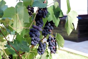 una rica cosecha de uvas de vino en el jardín de la granja colectiva. foto