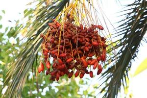 Rich harvest of dates on palm trees in the city park. photo