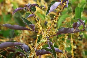 Dodder is a genus of parasitic plants in the bindweed family. photo