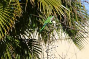 un loro verde se sienta en un árbol. foto