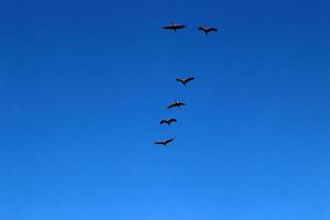 Cranes are flying high in the sky. photo