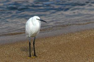 bird sitting on the shores of the mediterranean sea photo