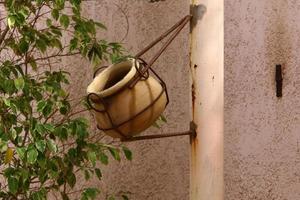 Green plants and flowers grow in a flower pot photo