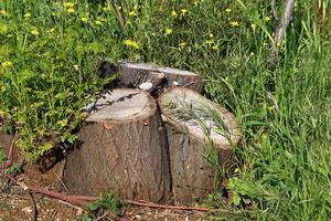 Old rotten stump in the city park. photo