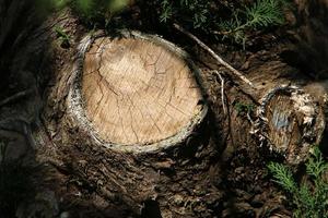 Old rotten stump in the city park. photo