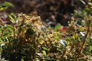 Dodder is a genus of parasitic plants in the bindweed family. photo
