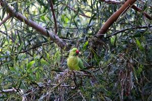 A green parrot sits on a tree. photo