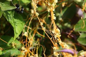 Dodder is a genus of parasitic plants in the bindweed family. photo
