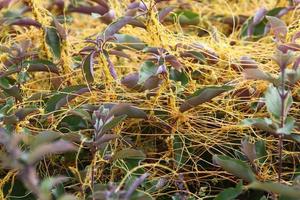Dodder is a genus of parasitic plants in the bindweed family. photo