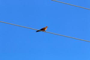 Electrical wires carrying high voltage current. photo