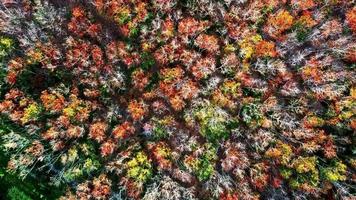 luchtfoto herfstbomen die in de zomer van kleur veranderen om hun bladeren af te werpen. hoge foto's van bomen tijdens seizoenswisseling. oranje, groene, rode, gele tinten in de bomen. video