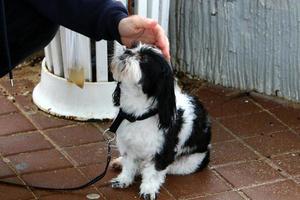 Dog for a walk in a city park on the shores of the Mediterranean Sea photo