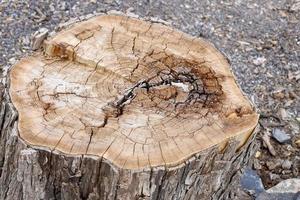 Old rotten stump in the city park. photo