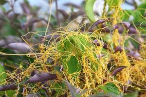Dodder is a genus of parasitic plants in the bindweed family. photo