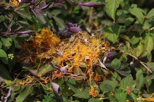 Dodder is a genus of parasitic plants in the bindweed family. photo