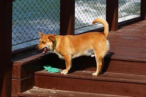 The dog sits behind a high fence. photo