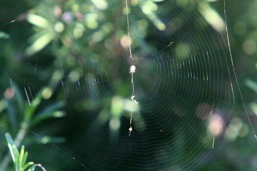 Spider webs - cobwebs on branches and leaves of trees in a city park. photo