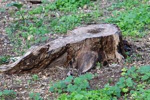 Old rotten stump in the city park. photo