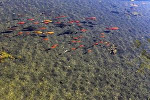 A flock of small red fish in a freshwater lake. photo