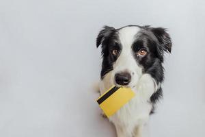 lindo cachorro border collie con tarjeta de crédito bancaria dorada en la boca aislada en fondo blanco. perrito con ojos de cachorro cara graciosa esperando venta en línea, concepto de finanzas de banca de inversión de compras foto