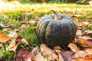 Autumnal Background. Autumn fall pumpkin on dried fall leaves garden background outdoor. October september wallpaper Change of seasons ripe organic food concept Halloween party Thanksgiving day. photo