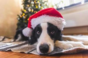Funny portrait of cute puppy dog border collie wearing Christmas costume red Santa Claus hat near christmas tree at home indoors background. Preparation for holiday. Happy Merry Christmas concept. photo