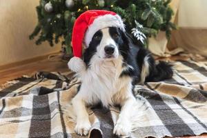 Funny portrait of cute puppy dog border collie wearing Christmas costume red Santa Claus hat near christmas tree at home indoors background. Preparation for holiday. Happy Merry Christmas concept. photo