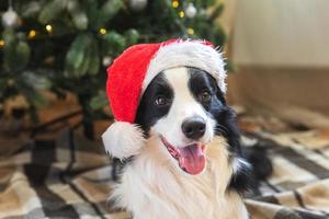 Funny portrait of cute puppy dog border collie wearing Christmas costume red Santa Claus hat near christmas tree at home indoors background. Preparation for holiday. Happy Merry Christmas concept. photo