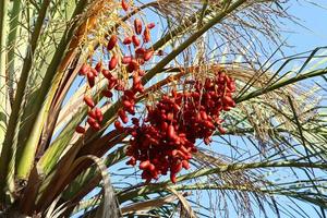 rica cosecha de dátiles en palmeras en el parque de la ciudad. foto