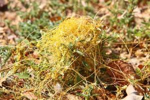 Dodder is a genus of parasitic plants in the bindweed family. photo