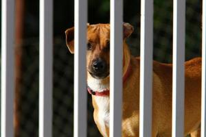 The dog sits behind a high fence. photo