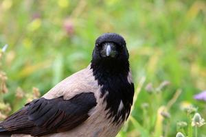 Crow in the city park by the sea. photo