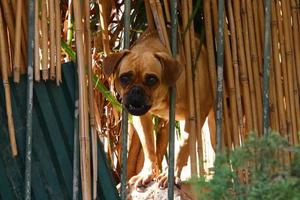 The dog sits behind a high fence. photo