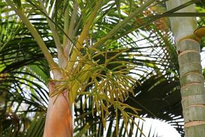 A tall palm tree in a city park in northern Israel. photo