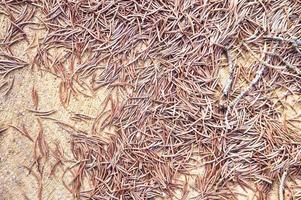 Pine needles on tree trunk photo