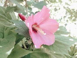 Cute pink flower in the garden with bee in it collecting pollen for honey. Bush in the garden with pink pastel flowers. photo