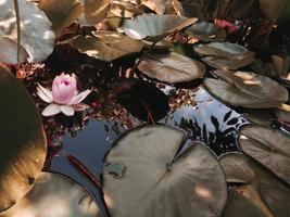 Lotus pink flower in the pond, water lillly pod leaves floating. Summer blossom. Green nature background. photo